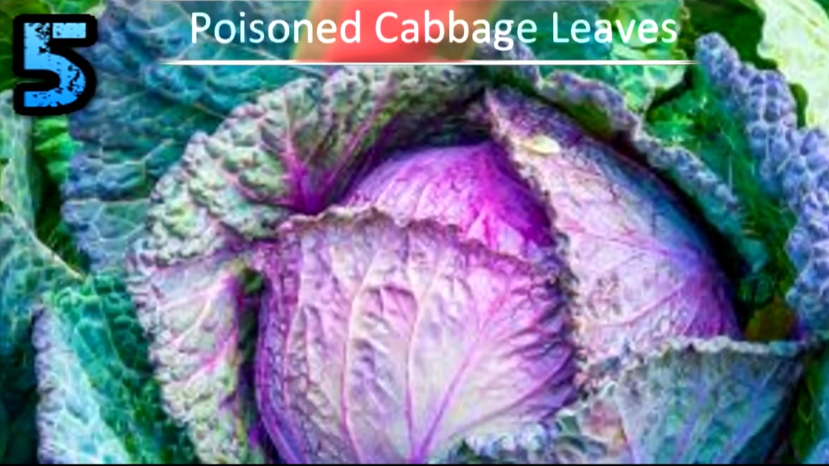 poisoned cabbage leaves